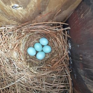 Meet your Posher, Marie